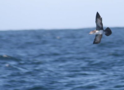 Pink-footed Shearwater 252