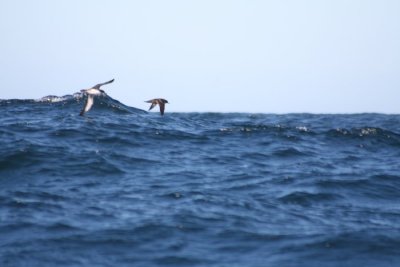 Sooty and Pink-footed Shearwater 330