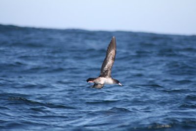 Pink-footed Shearwater 346