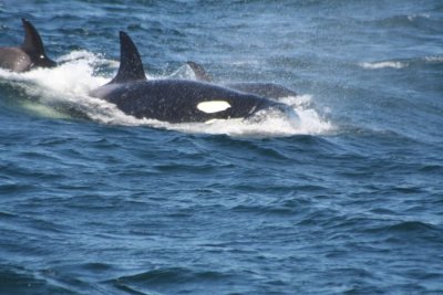 Orcas 589