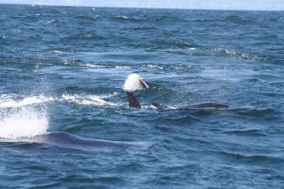 Orcas and Humpback Whales 608