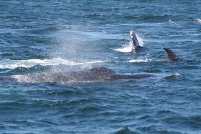 Orcas and Humpback Whales 609