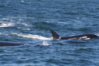 Orcas 610