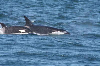 Orcas 612