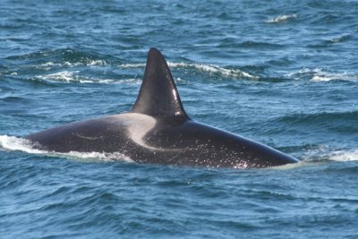 Orca 616