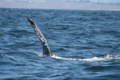 Humpback Whale 655