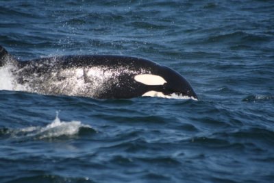 Orca 672