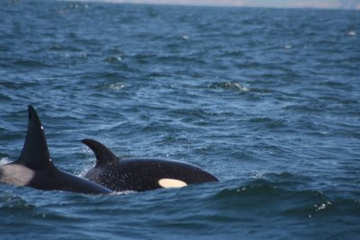 Orcas 674