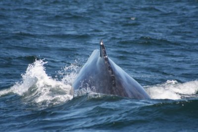 Humpback Whale 681