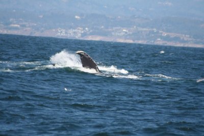 Humpback Whale 721