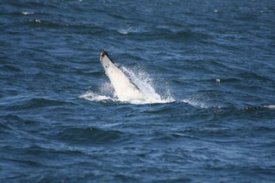 Humpback Whale 729