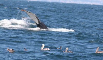 Humpback Whale 732