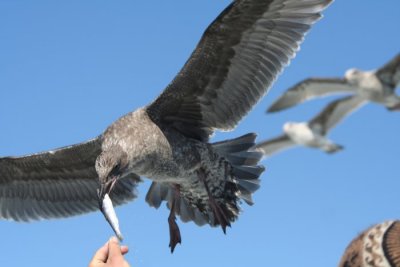 Western Gull 743