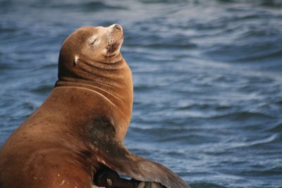 California Sea Lion 795