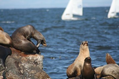 California Sea Lions 842