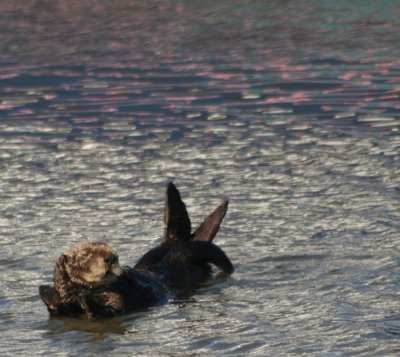 Sea Otter 2929