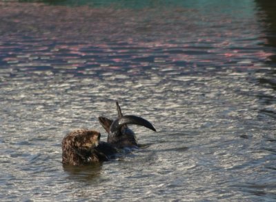 Sea Otter 2930