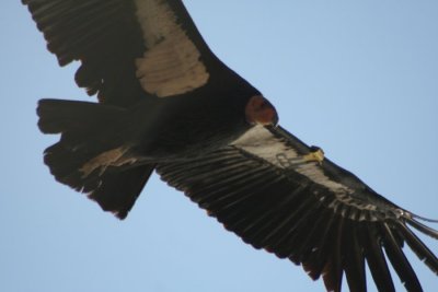 California Condor 247