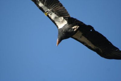 California Condor 251
