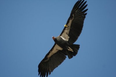 California Condor 280