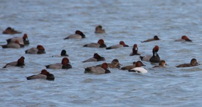 Redhead raft w/ Canvasback & Scaup 7068