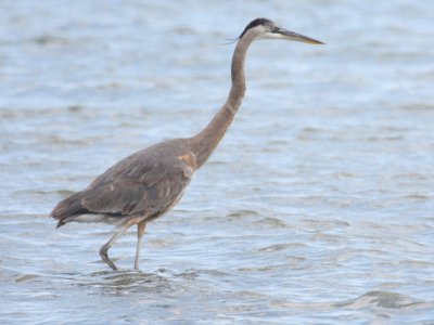 Great Blue Heron 7080