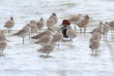 Redhead amongst Willets 7083