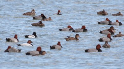 Redhead raft w/ Canvasback & Scaup 7094