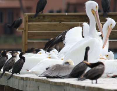 Neotropic Cormorants, Pelicans7116