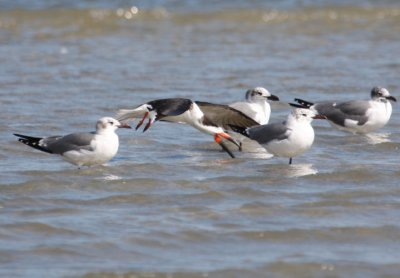 Black Skimmer  7215