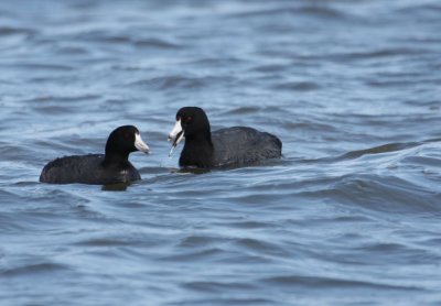 American Coots 7236