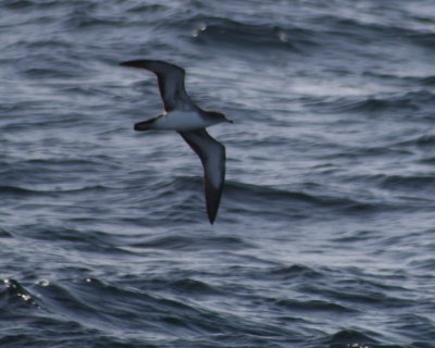 Pink-footed Shearwater 278