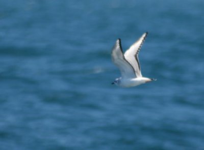 Bonaparte's Gull 395