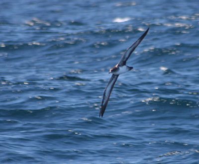 Pink-footed Shearwater 422