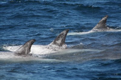 Risso's Dolphins 528