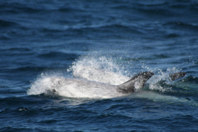 Risso's Dolphins 540