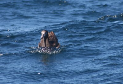 Black-footed Albatross 635