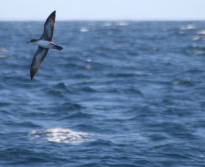 Pink-footed Shearwater 746