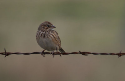 Vesper Sparrow 6774