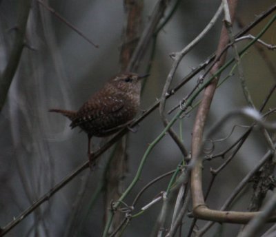 Winter Wren 6848