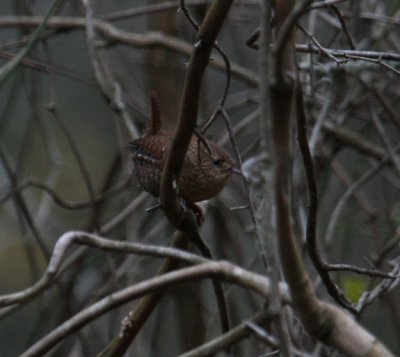 Winter Wren 6853