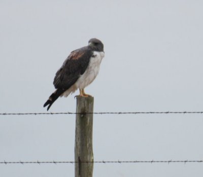 White-tailed Hawk 6888