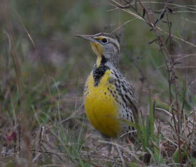 Western Meadowlark 6944