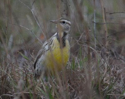 Western Meadowlark 6955