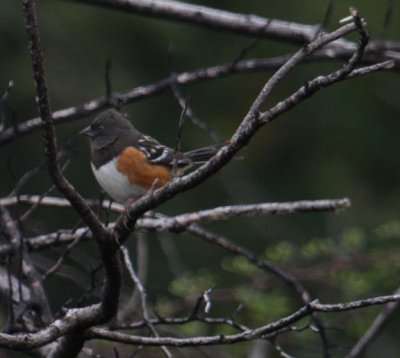 Spotted Towhee 7048