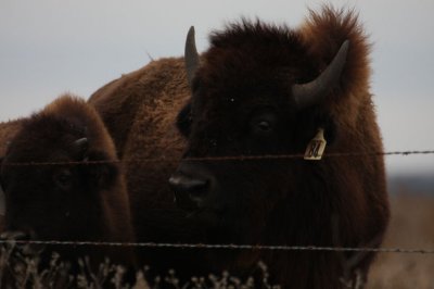 American Bison 7091