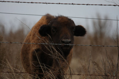 American Bison 7093