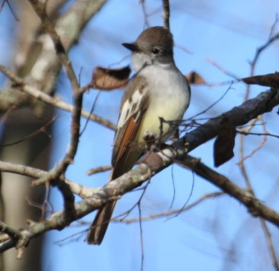 Ash-throated Flycatcher 7113