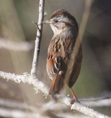 Swamp Sparrow 7134