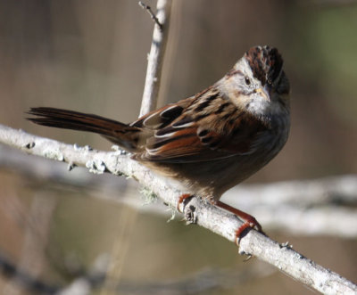 Swamp Sparrow 7139